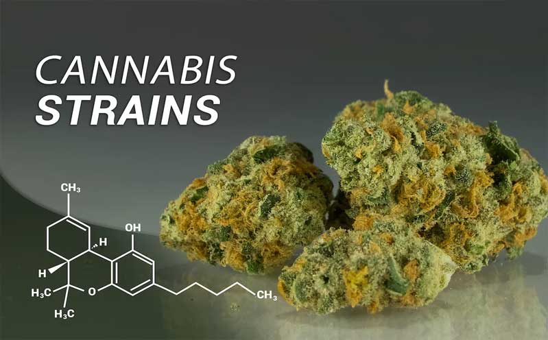 Why are there thousands of cannabis strains?